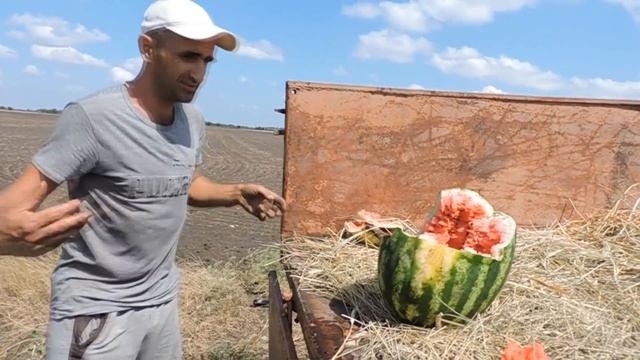 ?Выборка спелого Арбуза. Новый гибрид Эпика F1 - ?Бомба! смотреть онлайн