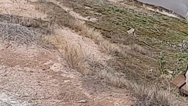 Камчатка. Долина гейзеров, гейзер Большой смотреть онлайн