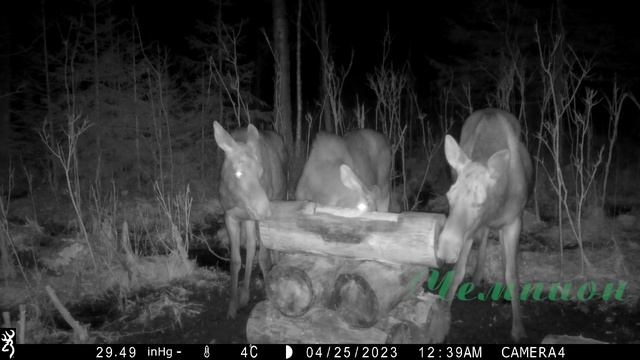 Фотоловушка Browning Spec Ops Elite HP4 #16 Солонец №2 смотреть онлайн