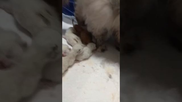 Персидские котята сутки после рождения смотреть онлайн