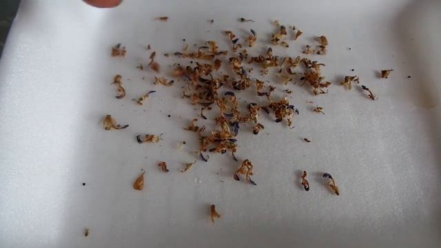 Как собрать семена колеуса.Coleus смотреть онлайн