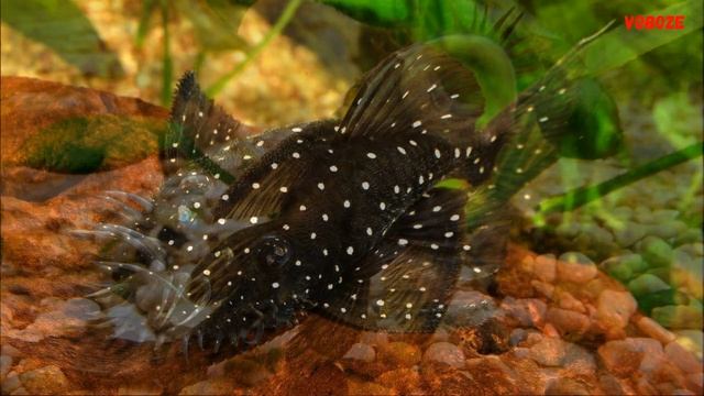 Сомики аквариумные виды