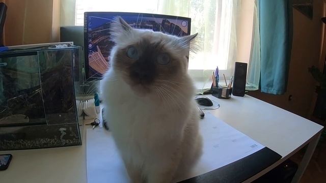 My Ragdoll is very angry (recording with Gopro Hero6) смотреть онлайн