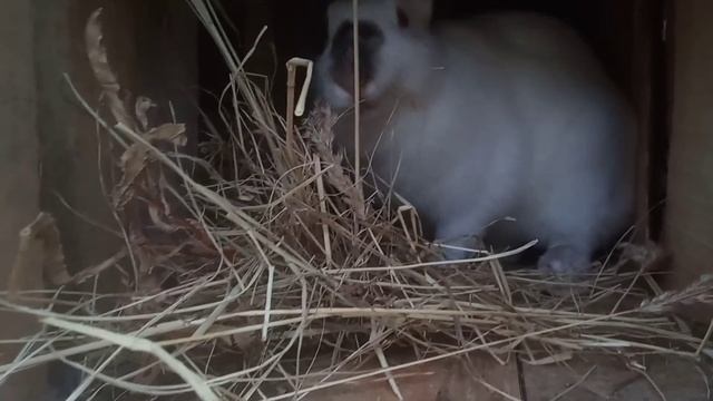 Клетки маточники для кроликов