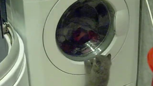 Британский котёнок смотреть онлайн