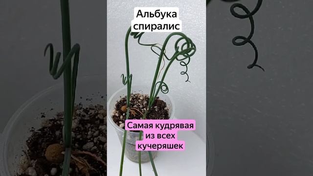 Альбука спиралис - кудри завитые смотреть онлайн