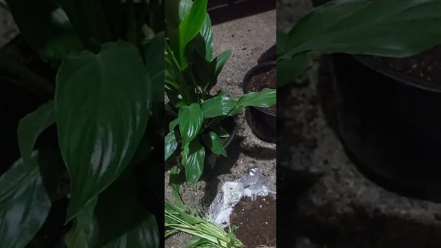 Спатифиллум - Женская счастье, комнатные цветы 💐 @azizarasulova6967 смотреть онлайн