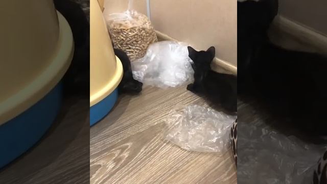 Чёрный ориентал