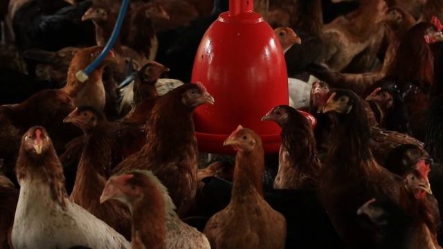 Сброд #разговорысколлекторами смотреть онлайн