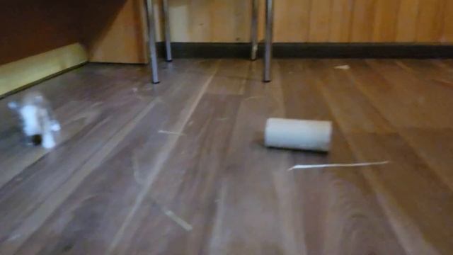 Маленькие пушистые Кролики открыли глазки бегают Малышам все интересно ??? смотреть онлайн