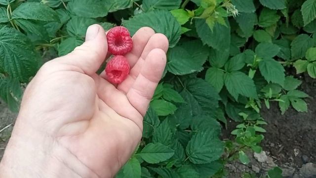 ремонтантная малина сорт Полонез смотреть онлайн