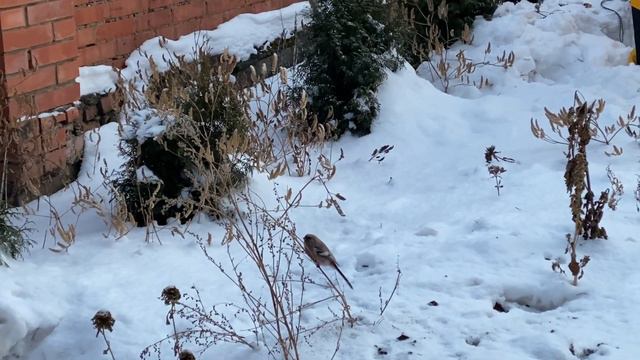 Требуется помощь в определении. Пол дня сопровождала по огороду! смотреть онлайн