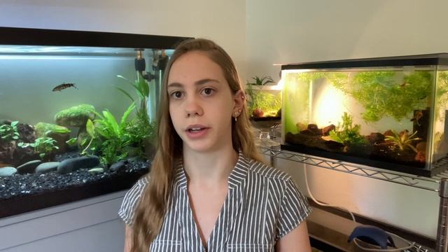How to Make a Mudskipper Terrarium смотреть онлайн