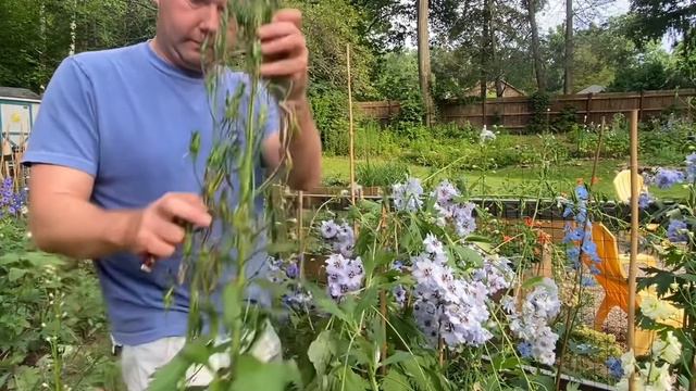 Collecting Seed From Your Delphiniums смотреть онлайн