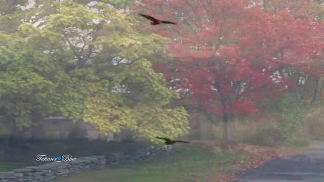 Leo Rojas - Watch Over My Dreams