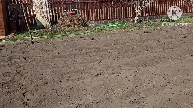?, Vlog огородный. Сажаем картофель. Первая подкормка для чеснока. смотреть онлайн