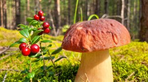 ПОЖАЛУЙ, МЫ ЗДЕСЬ ЗАДЕРЖИМСЯ! Новые Грибные Места. Встреча с Бурундуком. Грибы 2022