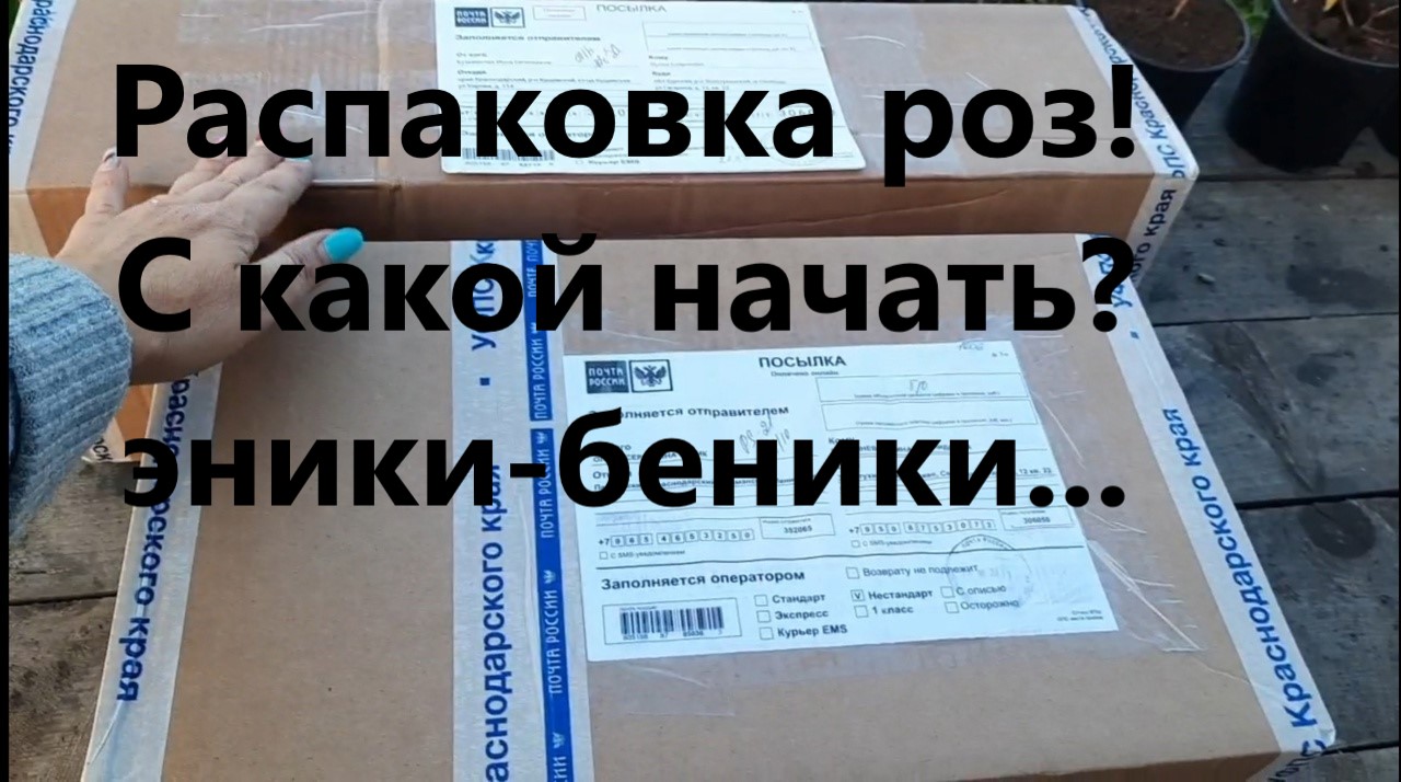 Распаковка посылки с розами из питомника "ГАРАНТ" и "ОЛЬГА РОЗЫ. Что заказала на осень 2023. смотреть онлайн
