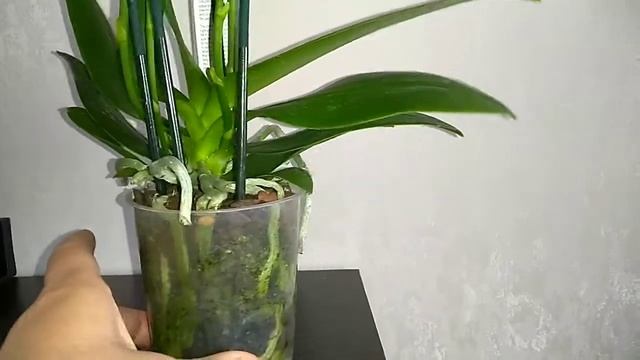 Фаленопсис Замбия, моя новинка!