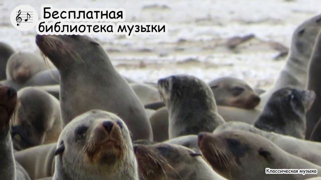 #22 Скачать бесплатно фоновую музыку без авторских прав смотреть онлайн