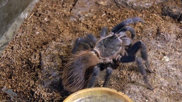 Пауки птицееды.Theraphosidae смотреть онлайн