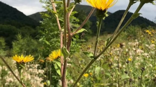 Девясил. Полезные свойства девясила. Дивосил. Как выглядит девясил.