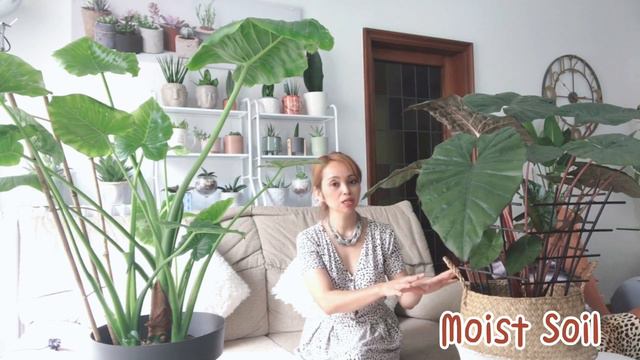 Alocasia Vs. Colocasia | DIFFERENCES... смотреть онлайн