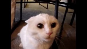 ЗЛЫЕ КОШКИ ANGRY CATS  Злые кошки,   КОШКИ АТАКУЮТ, приколы с котами, смешные коты