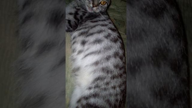 Беременность Шотландской вислоухой ( 45 дней ) смотреть онлайн
