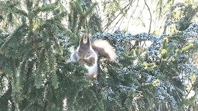Белка ест хвою || Squirrel eats spruce needles смотреть онлайн
