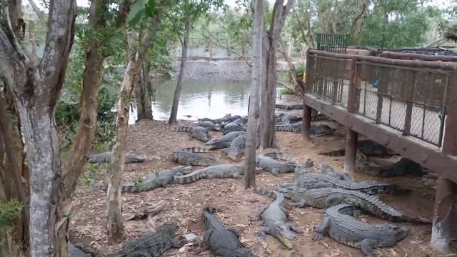 Бинь Чау. Озеро 100 крокодилов. Крокодилы на кормёжке