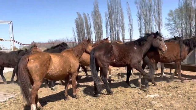 Оппа!! Ростовдон бооз бээлер келди ~ Керемет бээлер смотреть онлайн