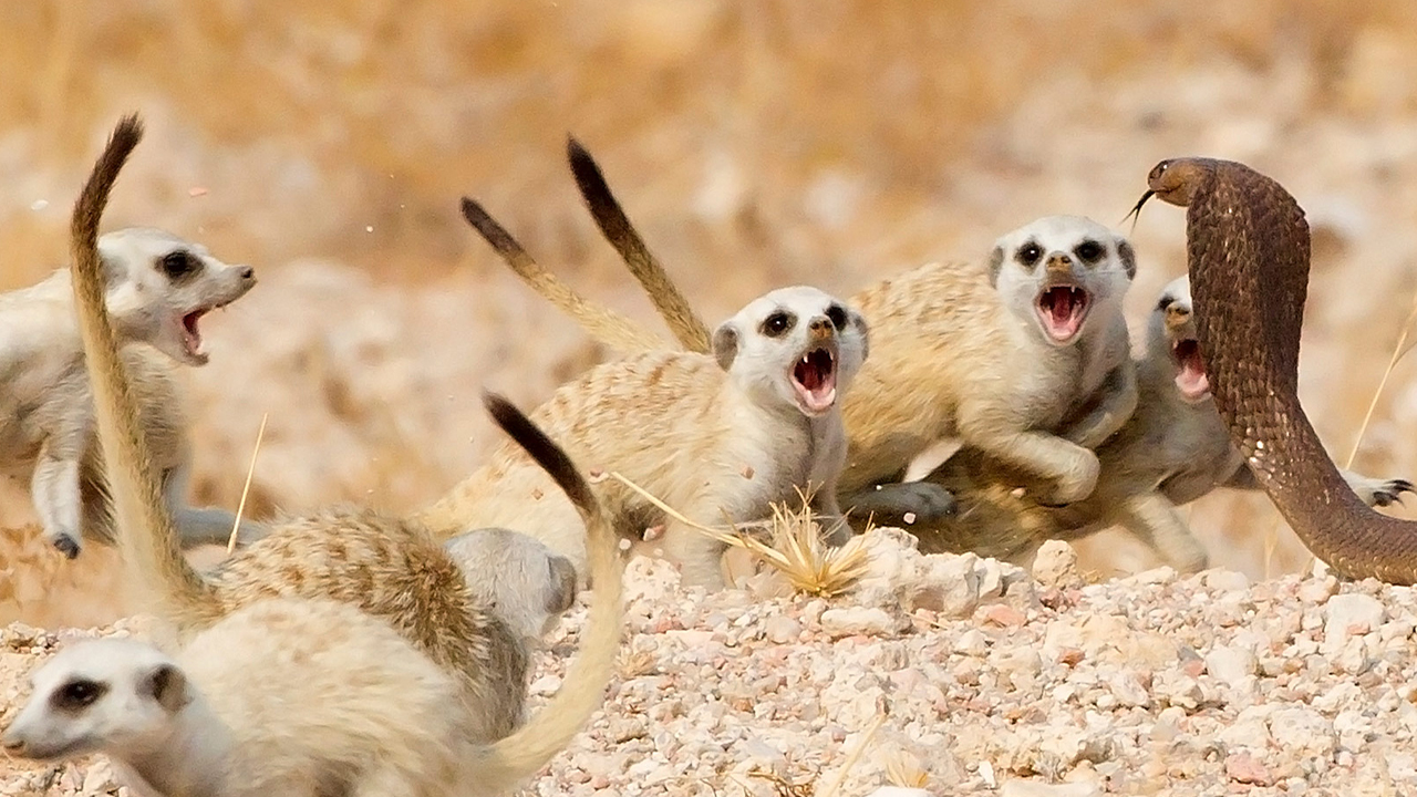 Сурикат — агрессивный родственник мангуста! Клановые войны, разделение труда, матриархат. смотреть онлайн