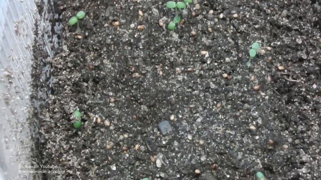 ЗЕМЛЯНИКА ВЗОШЛА ЧТО ДЕЛАТЬ ДАЛЬШЕ . ЧАСТЬ 2 КАК ВЫРАСТИТЬ ЗЕМЛЯНИКУ ИЗ СЕМЯН смотреть онлайн