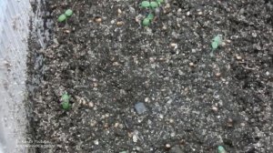 ЗЕМЛЯНИКА  ВЗОШЛА  ЧТО ДЕЛАТЬ ДАЛЬШЕ . ЧАСТЬ  2 КАК ВЫРАСТИТЬ ЗЕМЛЯНИКУ ИЗ СЕМЯН