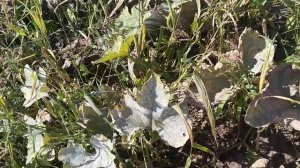 Голосемянные тыквы на огороде