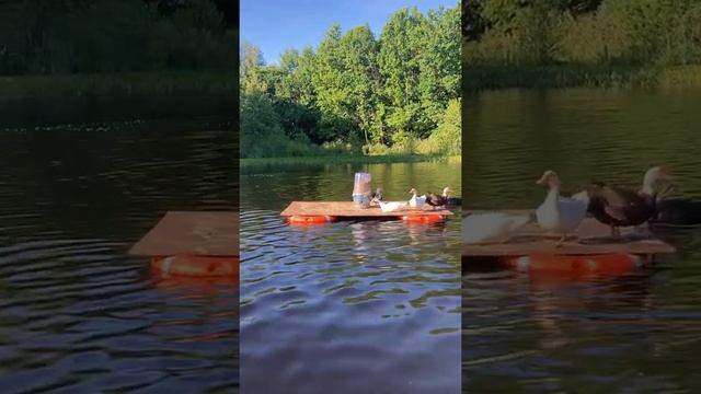 Бункерная кормушка для утки на озере смотреть онлайн