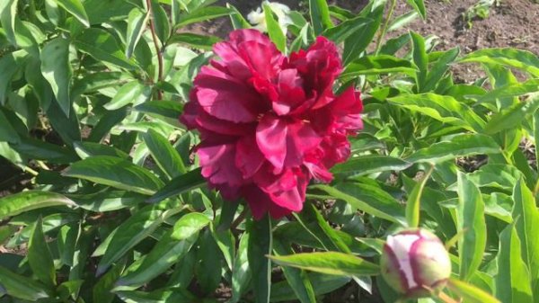 Пион DARK CHOCOLATE/Дарк Чоколат