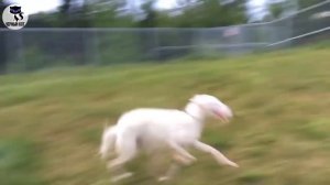 ✔ Русская псовая борзая: плюсы и минусы породы