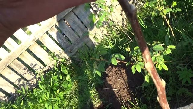 Саженцы яблони "Белый налив". смотреть онлайн