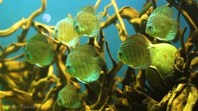 Aquarium 4K VIDEO (UHD) - Beautiful clownfish with relaxing music to relieve stress