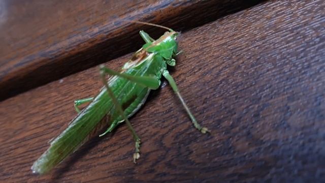 Бабочка бражник, гусеница, сороконожка, муравей, саранча... смотреть онлайн