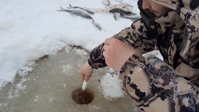 Весенняя рыбка собирается в косяки