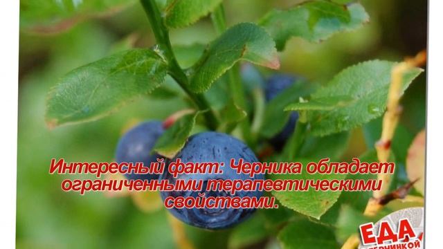 Индейцы называли чернику "Звездными ягодами", знаешь почему? смотреть онлайн