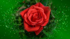 Футаж. Цветочный фон 156