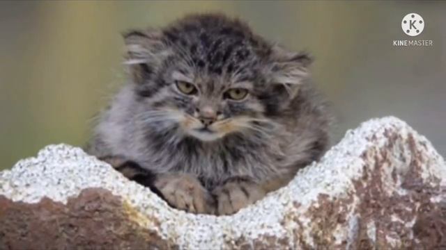 Парень подобрал странных котят, когда он принёс их к ветеринару, то его ждал неожиданный сюрприз смотреть онлайн