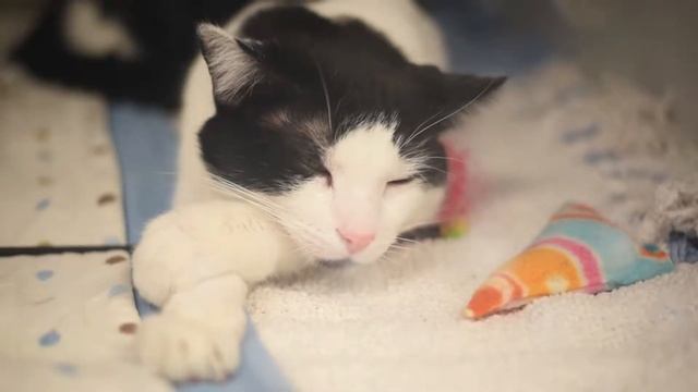 Fixing Paws & Saving Claws – KC Pet Project's Declaw Repair Program смотреть онлайн