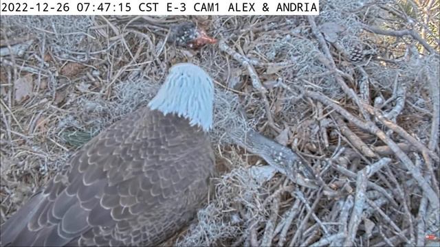 Kisatchie National Forest E-3 26.12.2022 07:43 🥚🐥 смотреть онлайн