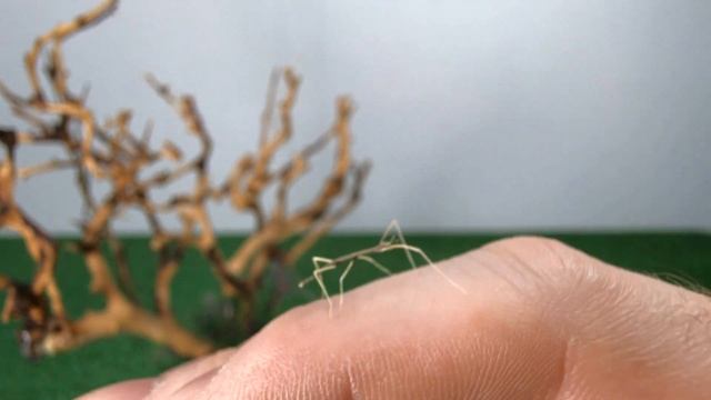 Рождение палочника. Вылупление аннамского палочника из яйца. Пересаживаем малышей в новый террариум смотреть онлайн