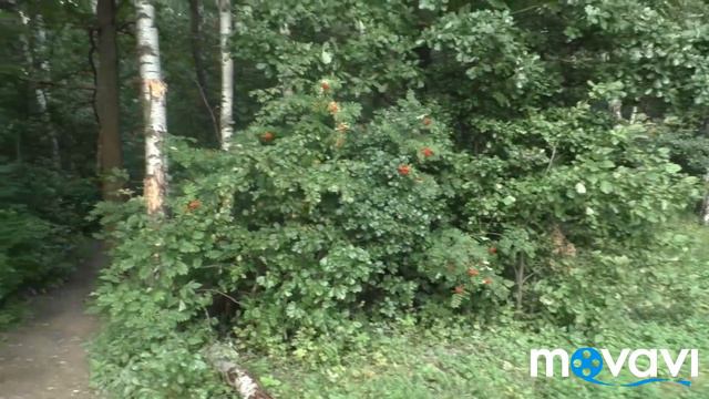 Влог.Московская область.Улитки атакуют. смотреть онлайн